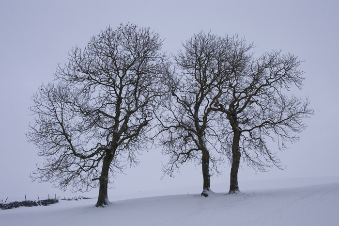 Gift idea - Winter Trees Print
