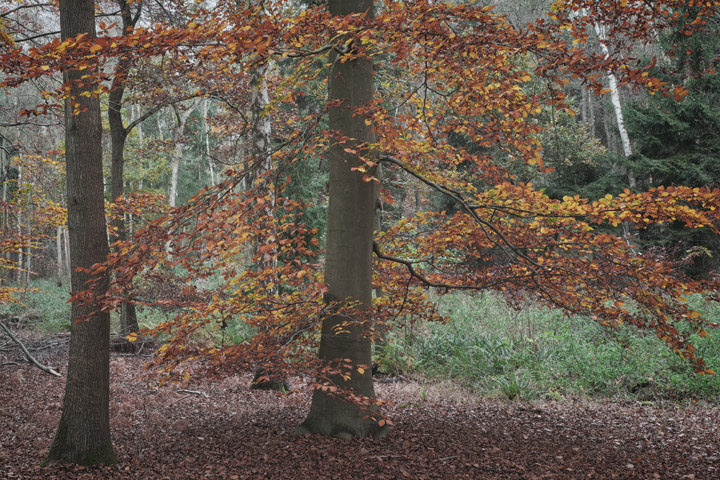Photograph of Autumn Woodland Colours 2