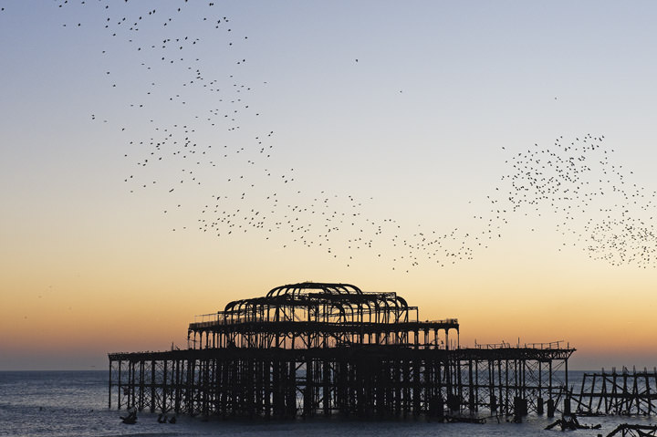 Starlings over West Pier Brighton - England
